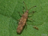 Lace Bug