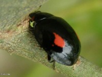 Lady Beetle