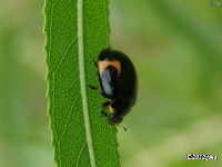 Lady Beetle