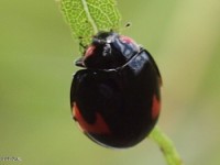 Lady Beetle