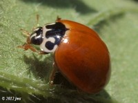 Lady Beetle