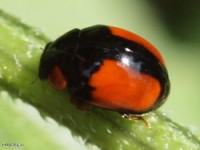 T-marked Lady Beetle