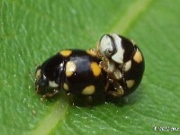 Lady Beetle