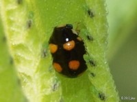 Lady Beetle