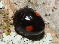 Twice- stabbed Lady Beetle