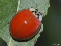 Multicolored Asian Lady Beetle