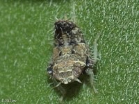 Leafhopper Nymph