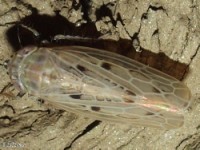 Leafhopper