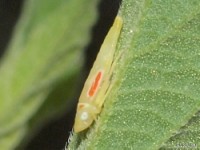 Leafhopper Nymph