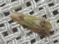 Leafhopper