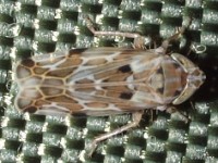 Leafhopper