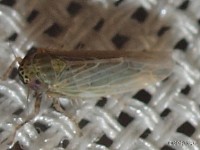 Black-faced Leafhopper