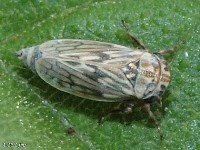 Leafhopper