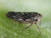 Leafhopper