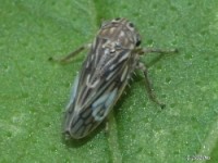 Leafhopper