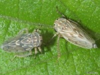 Leafhopper