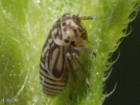 Leafhopper Nymph