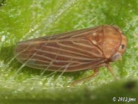 Leafhopper