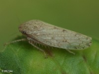 Leafhopper