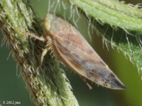 Leafhopper