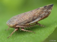 Leafhopper