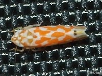 Leafhopper