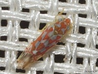 Leafhopper