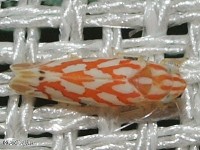 Leafhopper