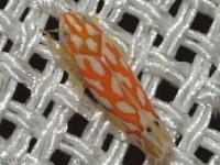 Leafhopper