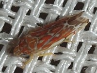 Leafhopper