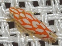 Leafhopper