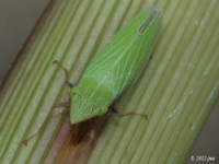 Leafhopper