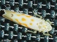 Leafhopper