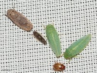 Leafhoppers