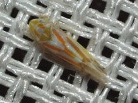 Leafhopper