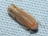 Leafhopper