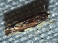 Leafhopper