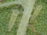 Leafhopper Nymph