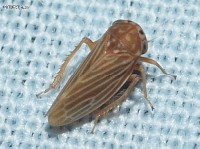 Leafhopper