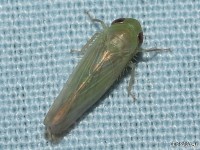 Leafhopper