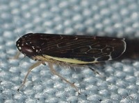 Leafhopper