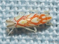 Leafhopper