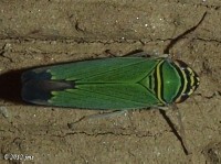 Leafhopper