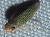 Leafhopper