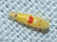 Leafhopper