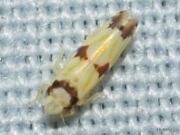 Leafhopper