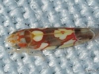 Leafhopper