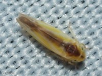 Leafhopper