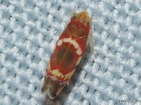 Leafhopper