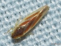 Leafhopper